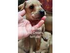 Adopt Peaches and Cream--Still available 1/23 a Hound, Mixed Breed