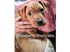 Adopt Strawberry Shortcake--Still available 1/23 a Hound, Mixed Breed