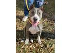 Adopt TIPITINA a Pit Bull Terrier, Terrier