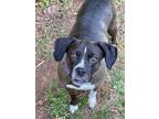 Adopt Darla a Boxer, Pug