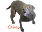Adopt Cherry a Pit Bull Terrier