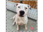 Adopt Joy a Pit Bull Terrier