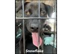 Adopt Snowflake a Black Labrador Retriever