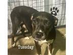 Adopt Tuesday a Pit Bull Terrier