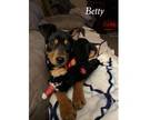 Adopt Betty a Manchester Terrier