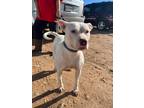 Adopt Carly a Pit Bull Terrier