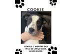 Adopt Cookie a Pointer