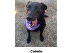 Adopt Cabella a Black Labrador Retriever