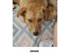 Adopt Janea a Mixed Breed