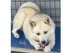 Adopt Shelly a Shiba Inu