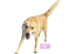 Adopt Elsa a Husky