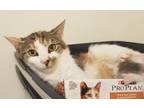 Adopt Winifred a American Bobtail, Domestic Short Hair