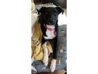 Adopt Poppy a Border Collie, Australian Cattle Dog / Blue Heeler