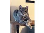 Adopt Lily a Domestic Short Hair