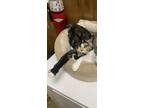 Adopt Emmaline a Domestic Short Hair