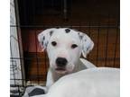 Adopt Spritz a Terrier, Dogo Argentino