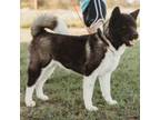 Adopt Trinity a Akita