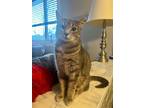 Adopt Maggie a Tabby