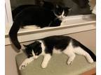 Adopt Bubbles and Buttons a Tuxedo