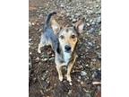 Adopt Tappy a Shepherd, Labrador Retriever