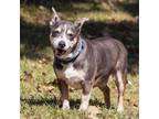 Adopt Bowen a Dachshund, Parson Russell Terrier