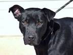 Adopt Andy a Labrador Retriever, Mixed Breed