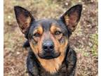 Adopt Andre a Cattle Dog, German Shepherd Dog