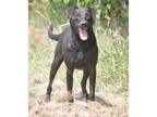 Adopt Wes Craven a Terrier, Labrador Retriever