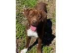 Adopt Rocky a Chocolate Labrador Retriever