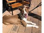 Adopt Butch a American Staffordshire Terrier