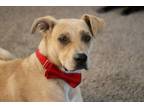 Adopt Dagwood a Great Dane, Yellow Labrador Retriever