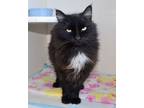 Adopt Lord Blackwood a Domestic Medium Hair