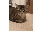 Adopt Roscoe - Sweet and Gentle a Domestic Short Hair