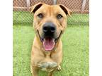 Adopt Casanova a Labrador Retriever, Mastiff