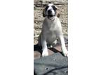 Adopt Joey a Great Pyrenees, Anatolian Shepherd