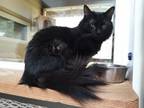 Adopt MeeShu a Domestic Medium Hair