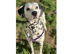 Adopt Joe a Dalmatian