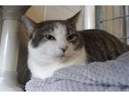 Adopt Chickadee a Tabby