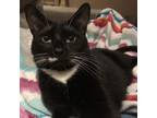 Adopt Gabriel a Domestic Short Hair