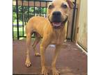 Adopt Major a Mixed Breed