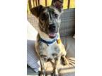 Adopt Milo a Australian Shepherd, Australian Cattle Dog / Blue Heeler