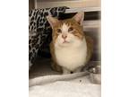 Red Domestic Shorthair Adult Male