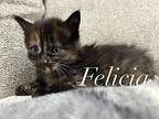 Felicia Domestic Shorthair Kitten Female