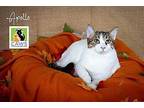 Apollo Domestic Shorthair Young Male