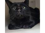 Frost * Barn Home Needed * Domestic Shorthair Female
