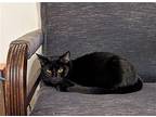 Angus Domestic Shorthair Young Male