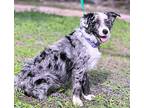 Indigo Australian Shepherd Young Female