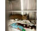 Carnelian Domestic Shorthair Adult Male