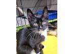 Thing 2 VL Domestic Shorthair Kitten Male