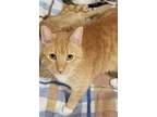 Adopt Tucker a Tabby